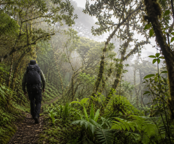 Misty woodland hike on a foggy trail in Knuckles Mountain Range