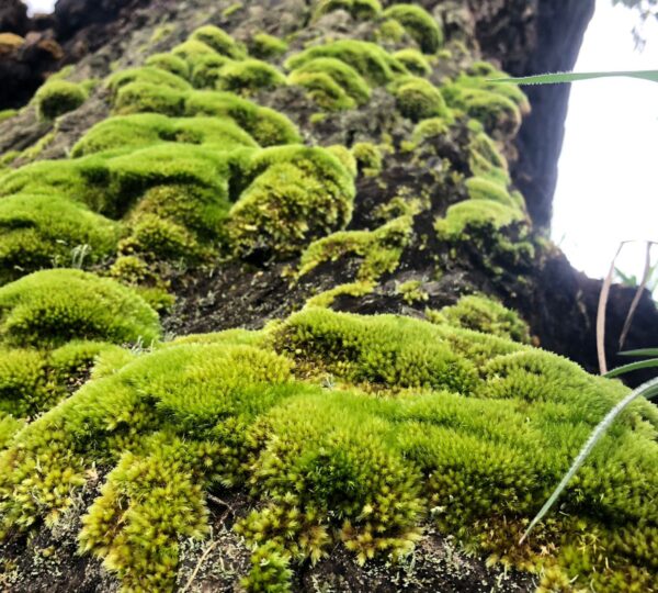 Green moss growing on a tree inside Haritha Kanda forest ecosystem